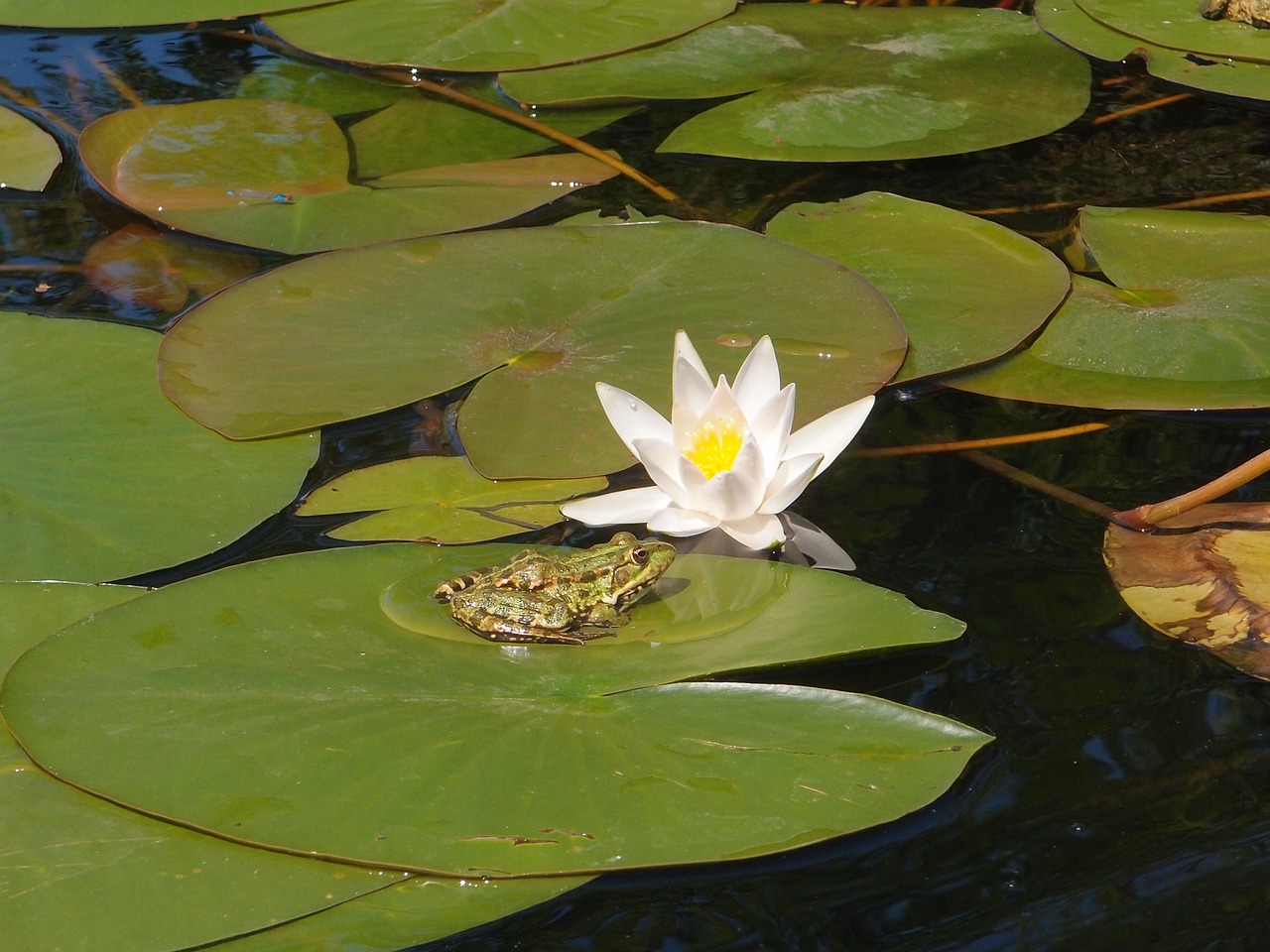 water river water lilies free photo