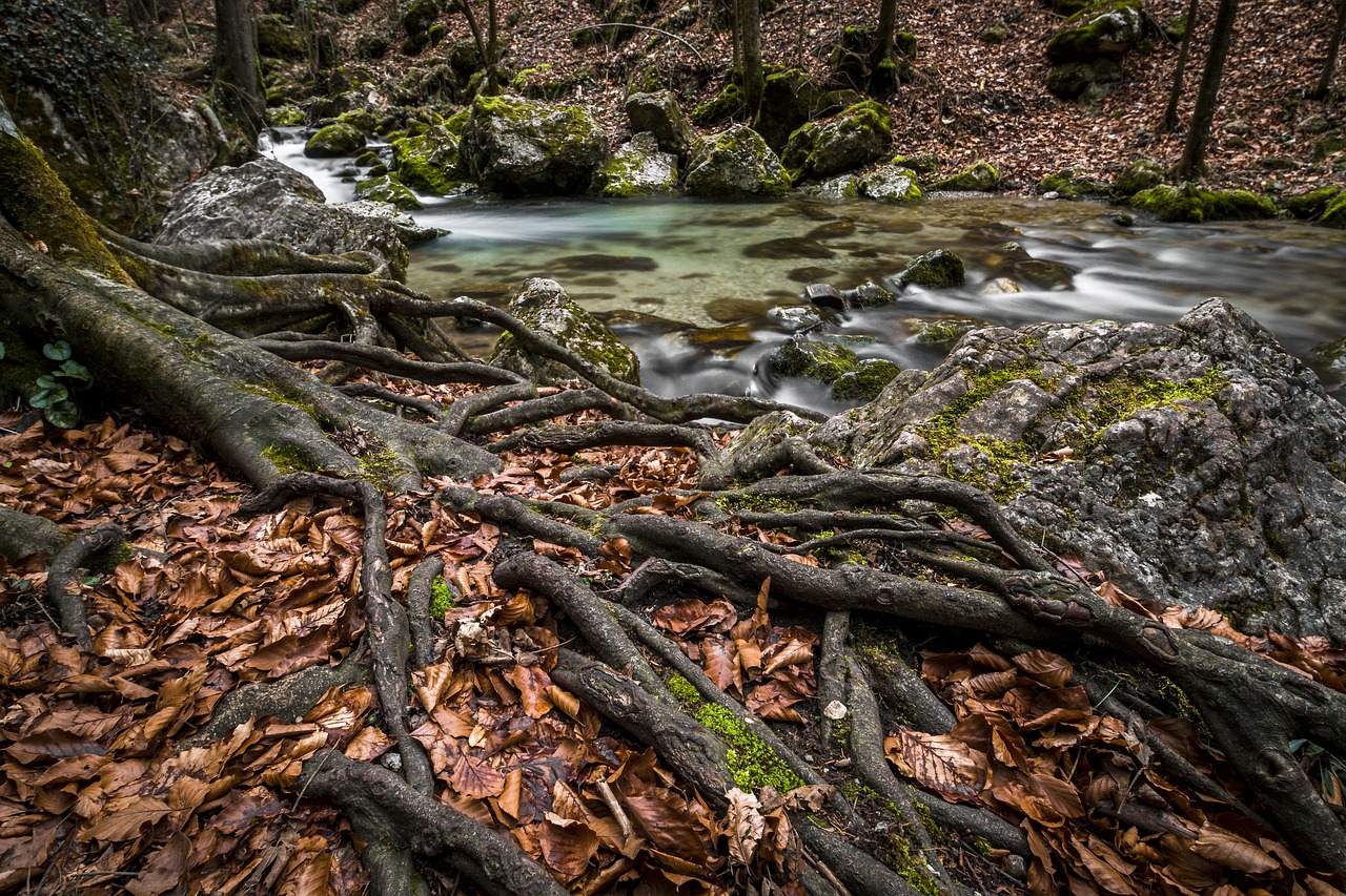 water bach river free photo