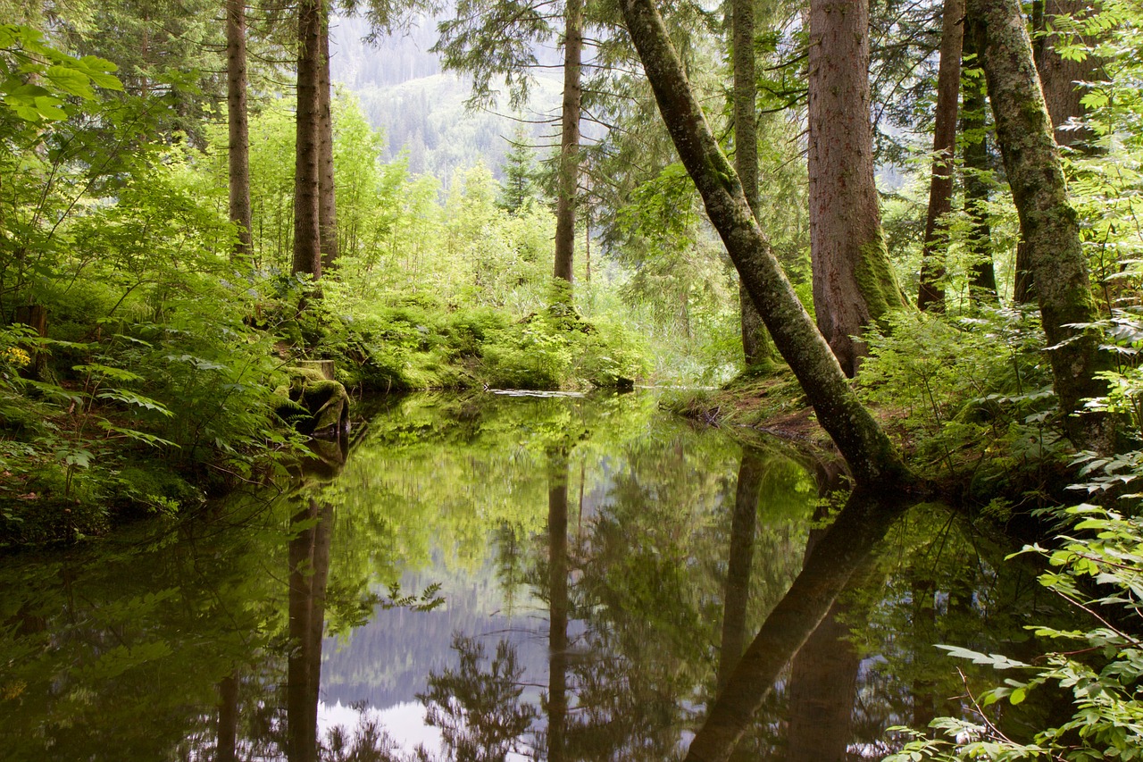 water riet moor free photo