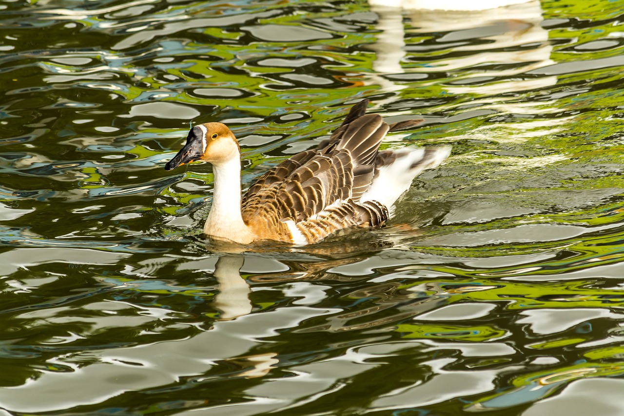 water floating duck swan free photo