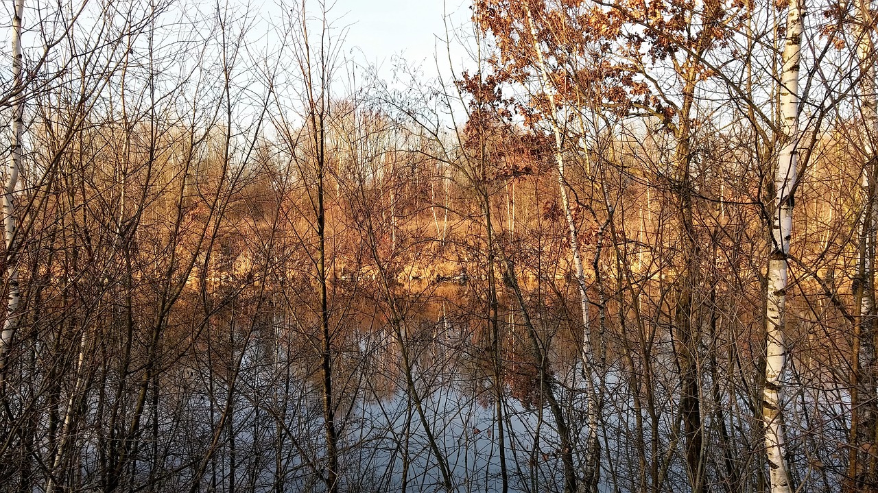 water trees nature free photo