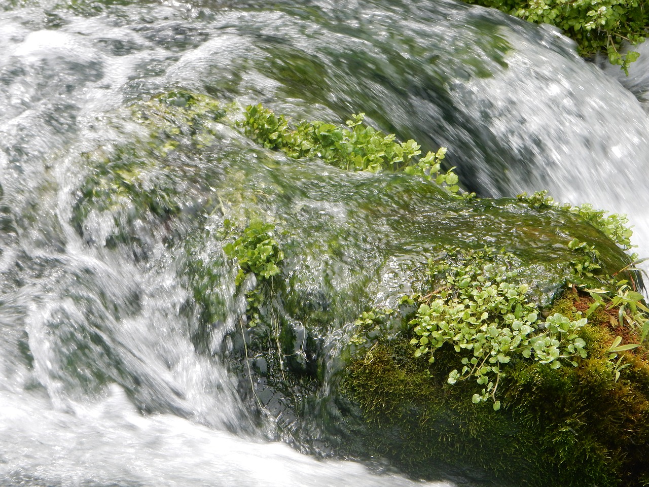 water rock moss free photo