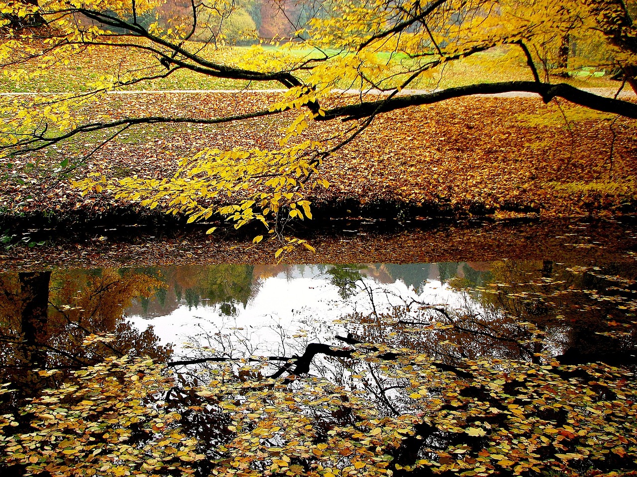 water mirror image forest free photo