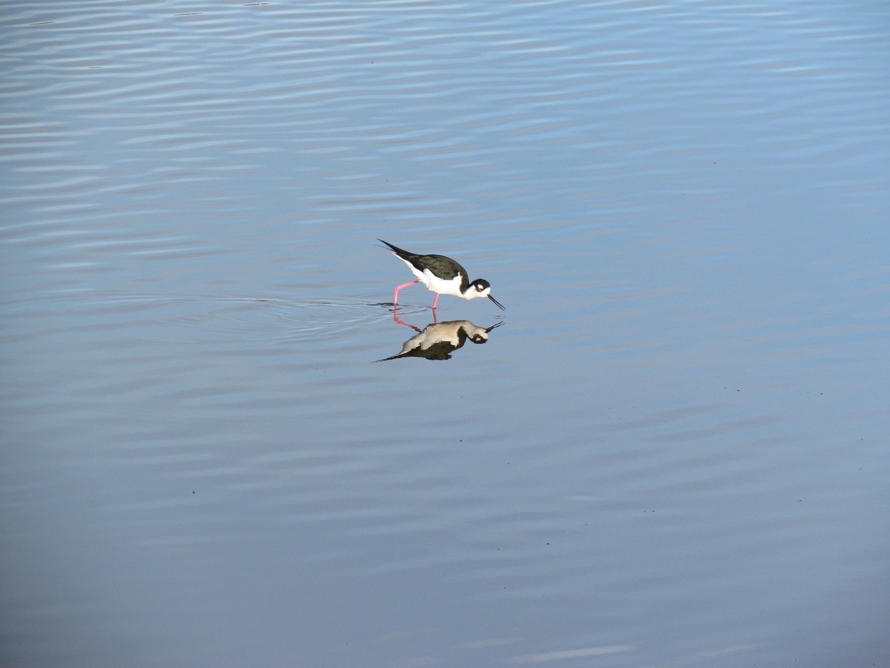 water bird lake free photo