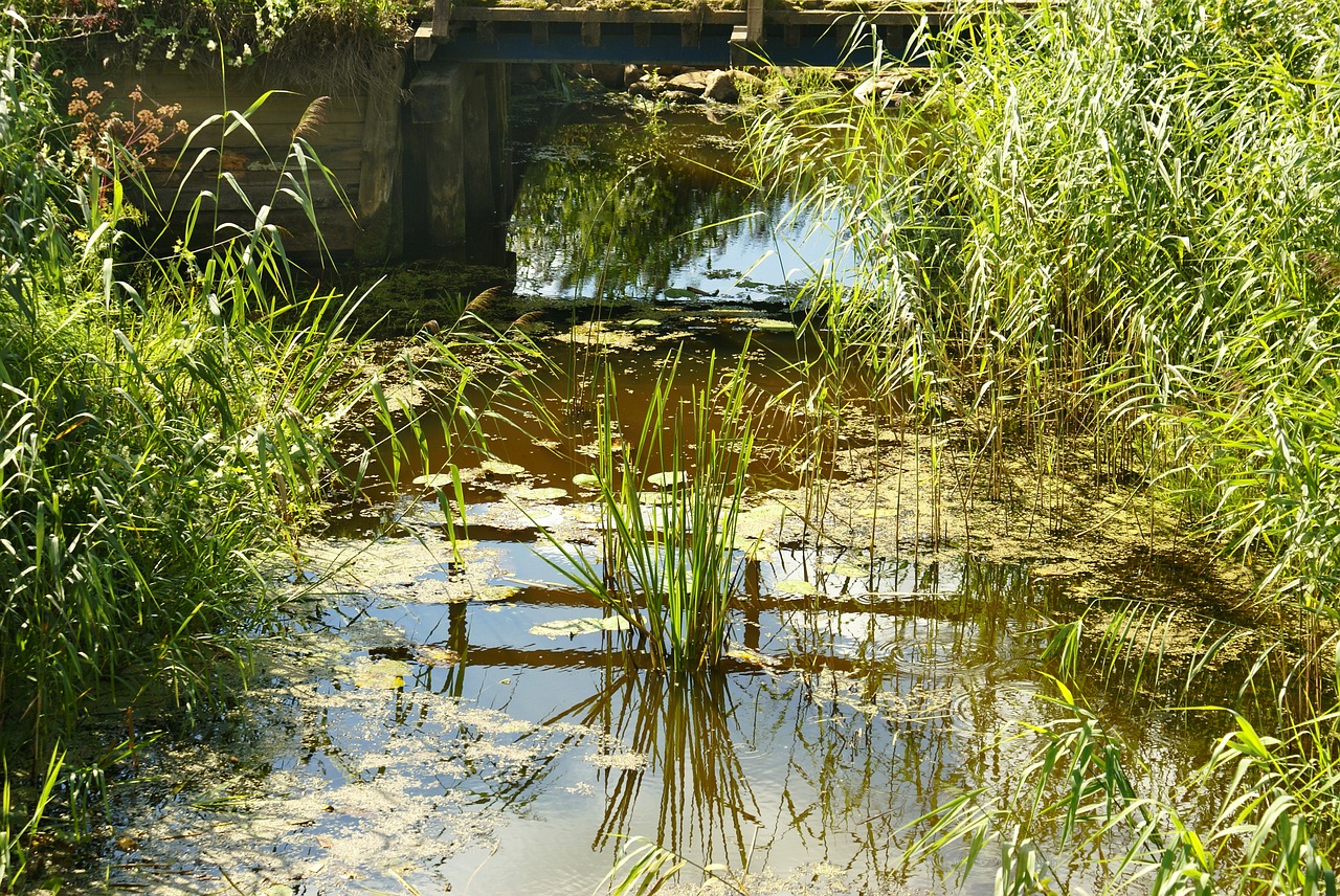 water stream rushes free photo