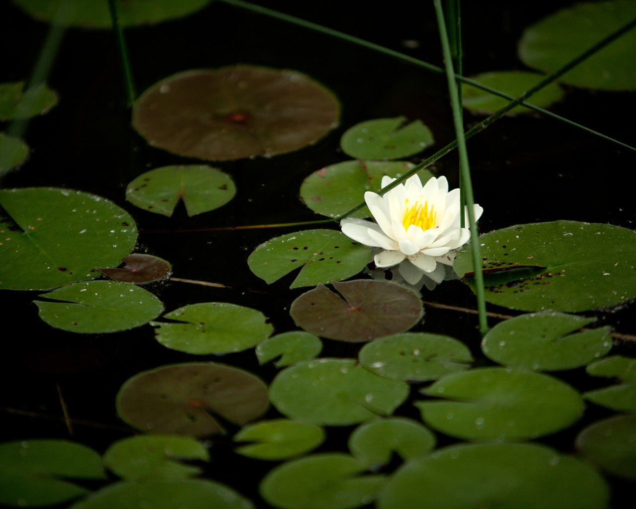 water lilly pond free photo