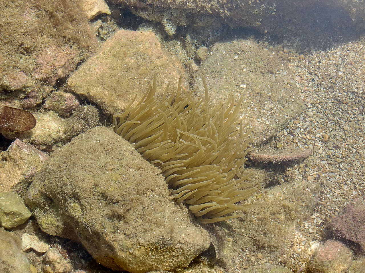 water sea coral free photo