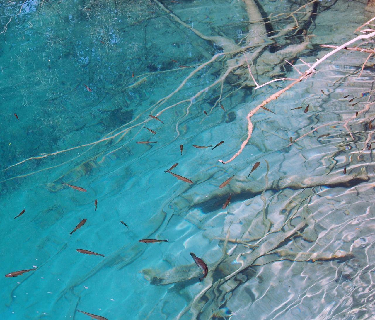 water fish underwater free photo