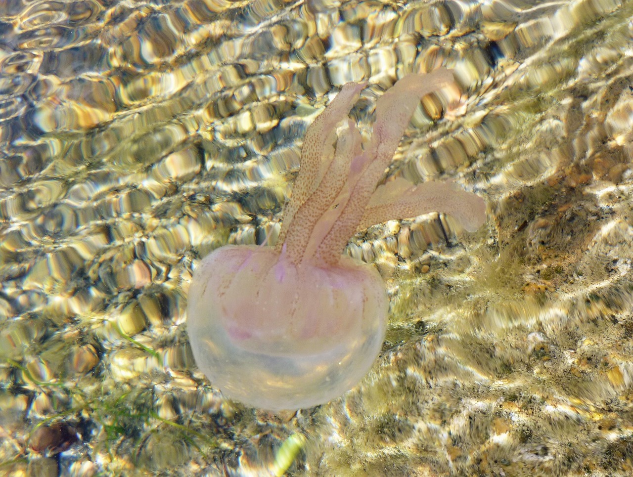 water jellyfish sea animal free photo