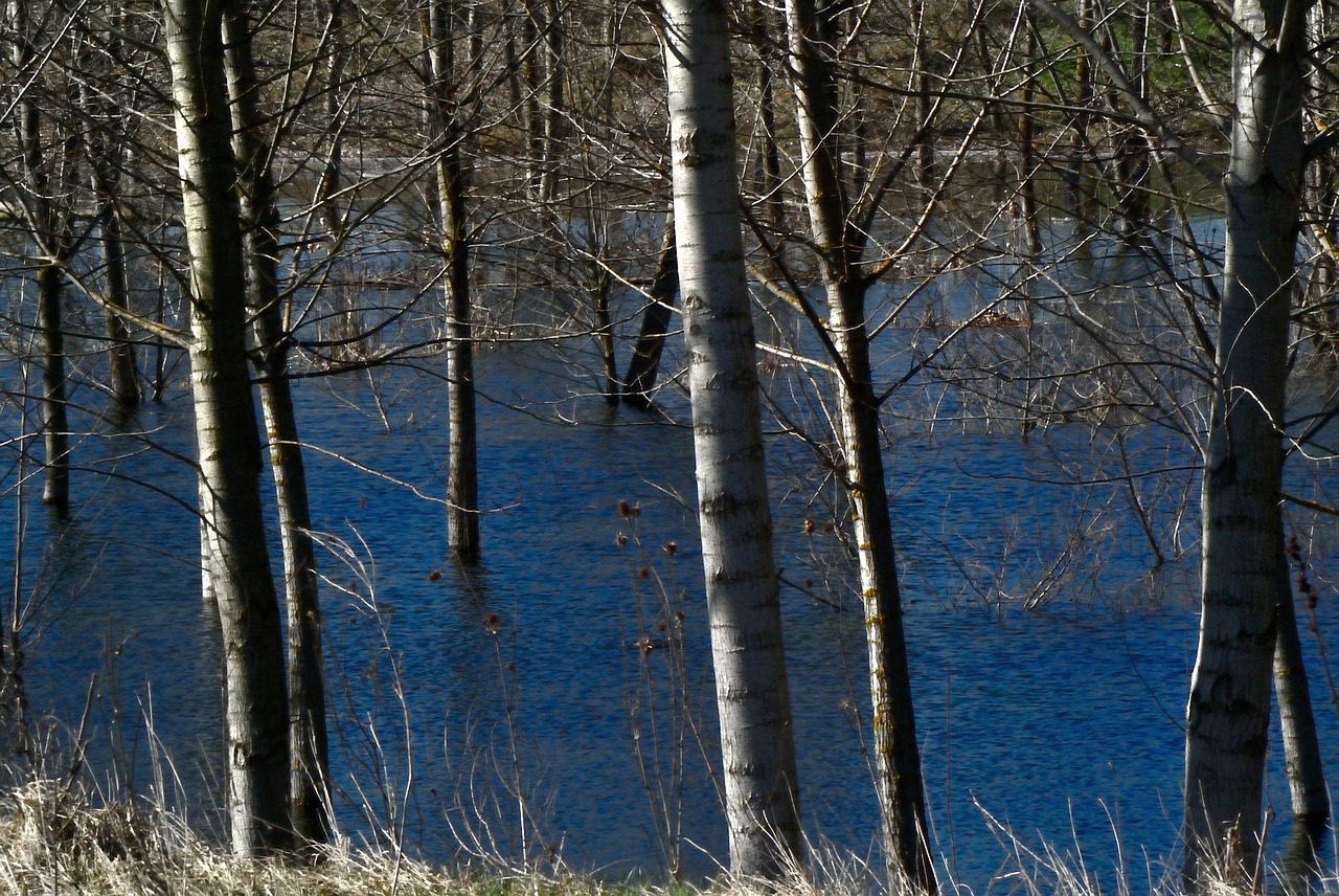 water trees tree free photo