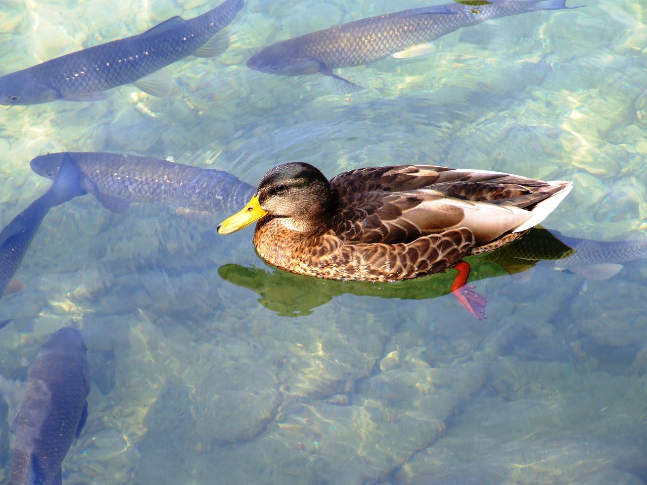 water river duck free photo