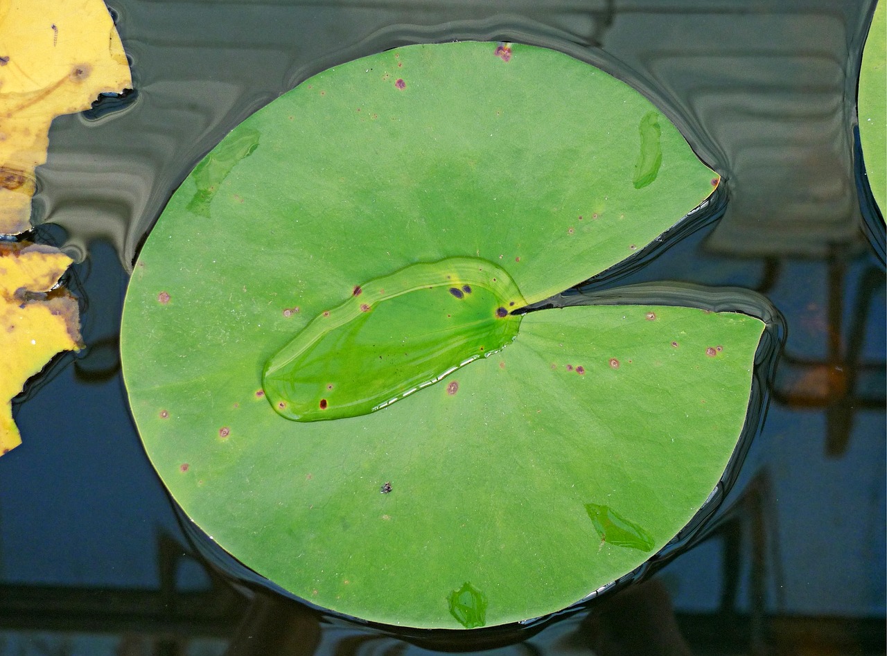 water lily leaf free photo