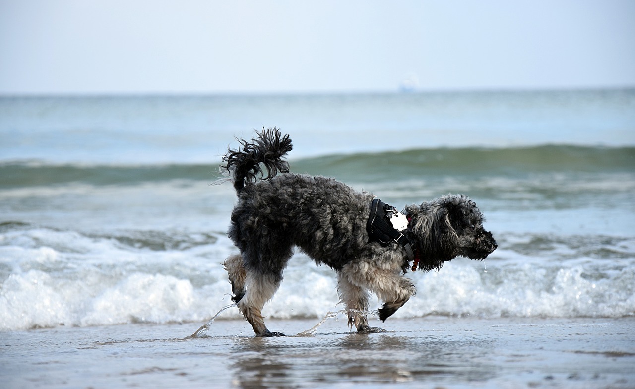 water beach dog free photo