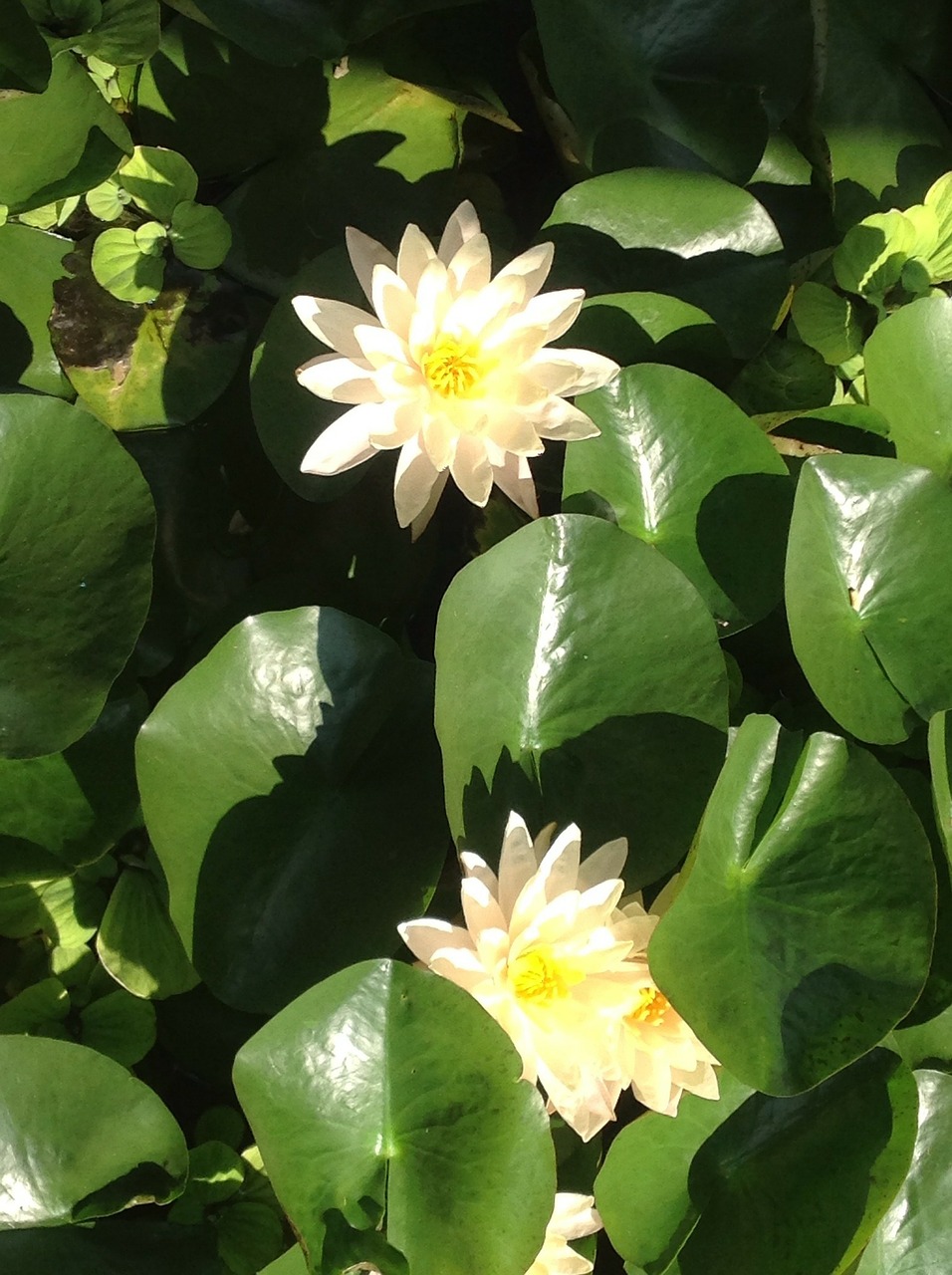 water lily flower free photo