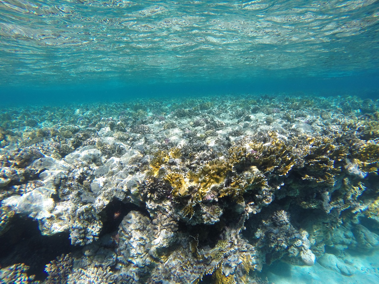 water coral underwater free photo