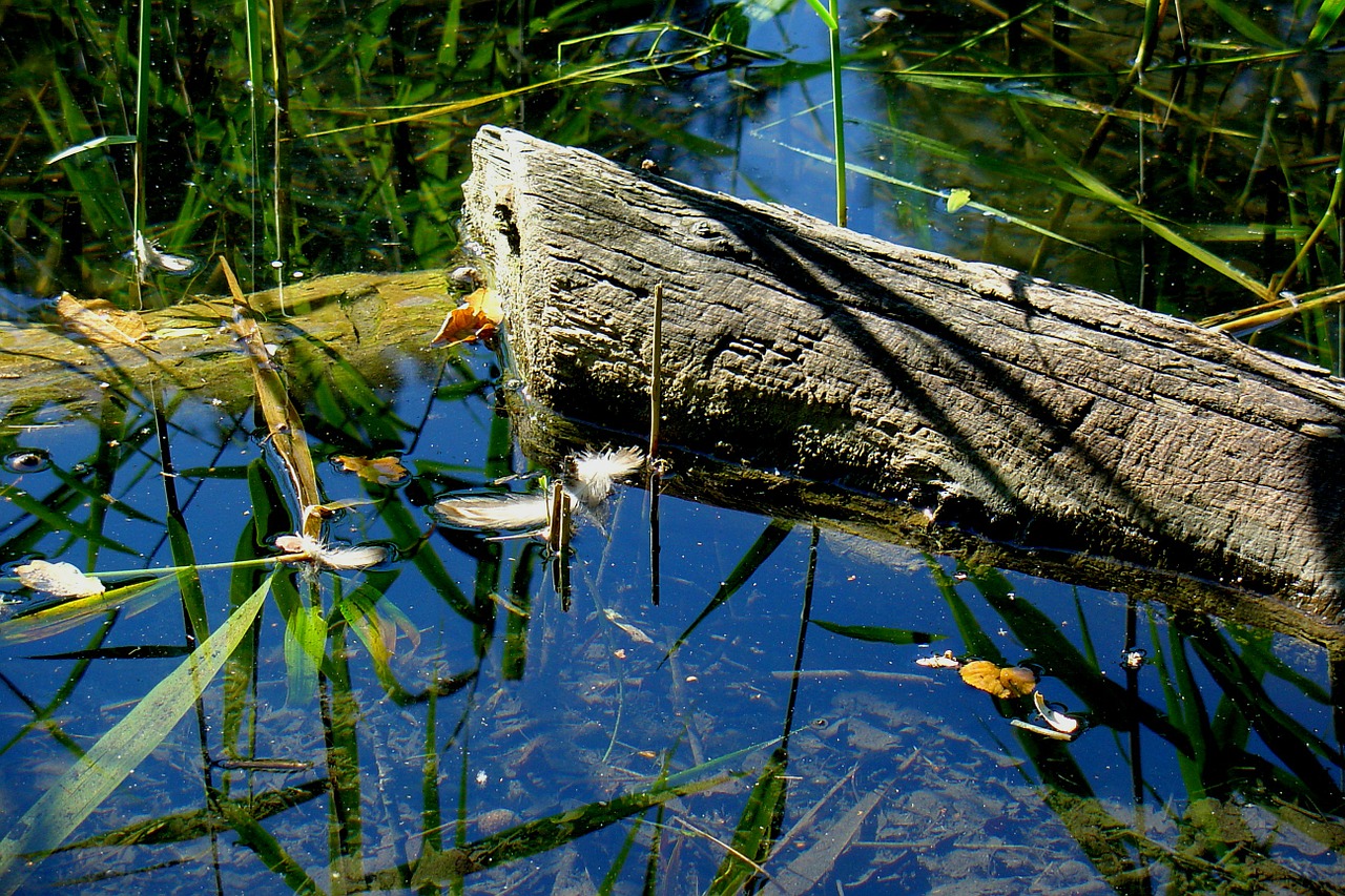 water pond lake free photo