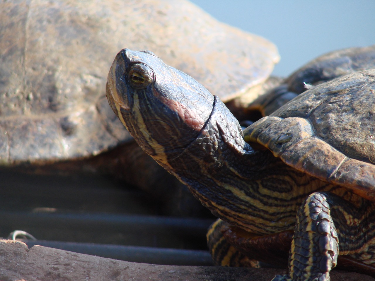 water turtle aquatic free photo