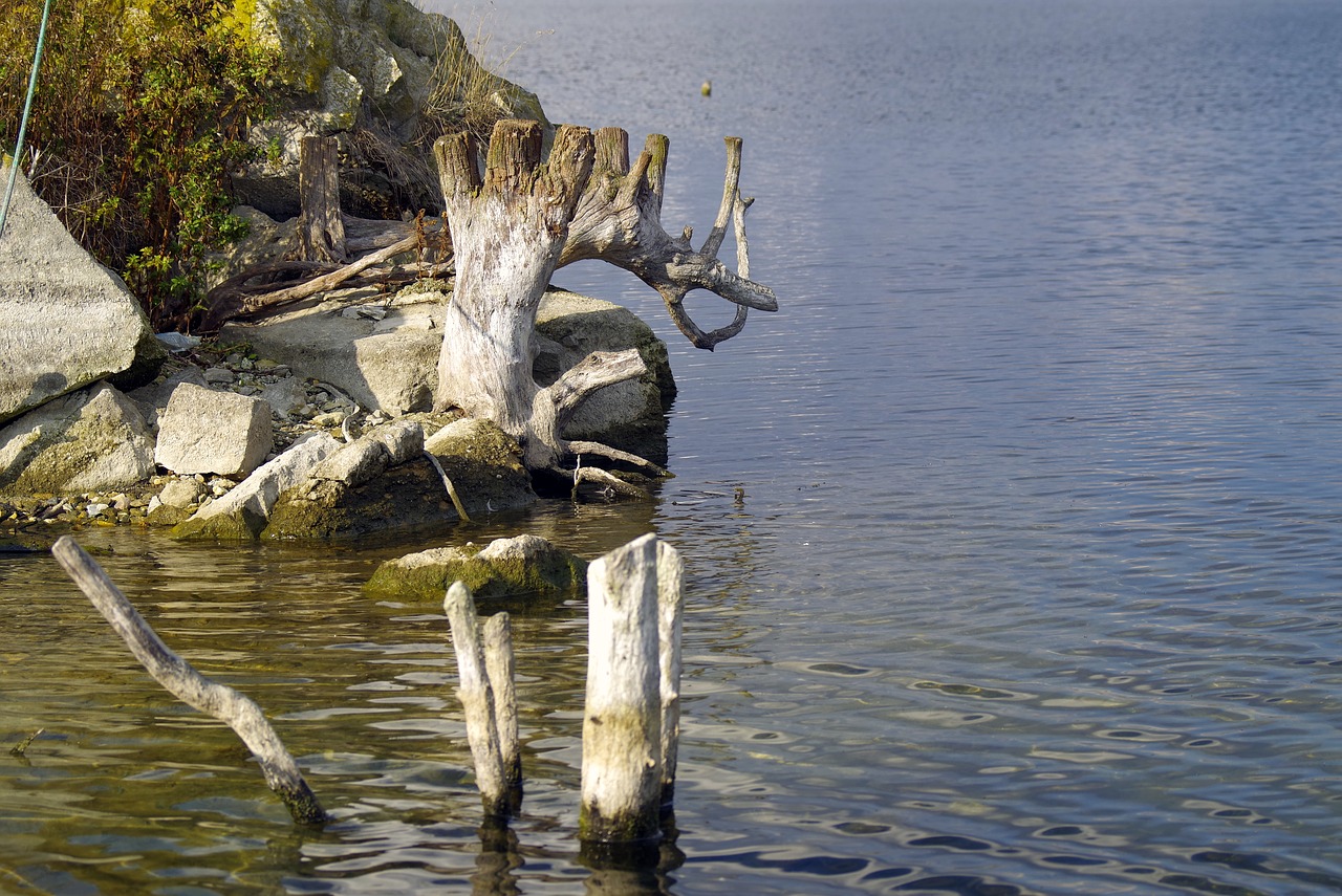 water dry trunk tree free photo