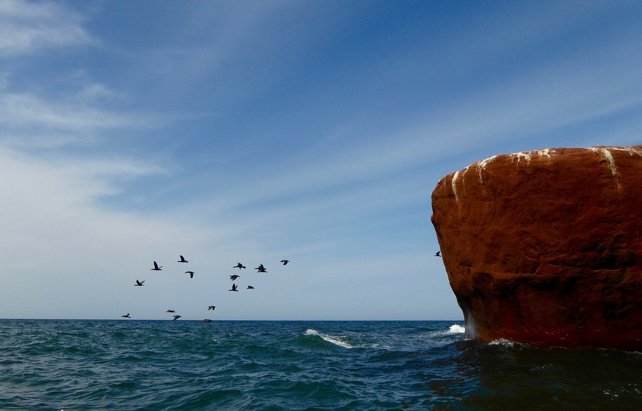 water rock birds free photo