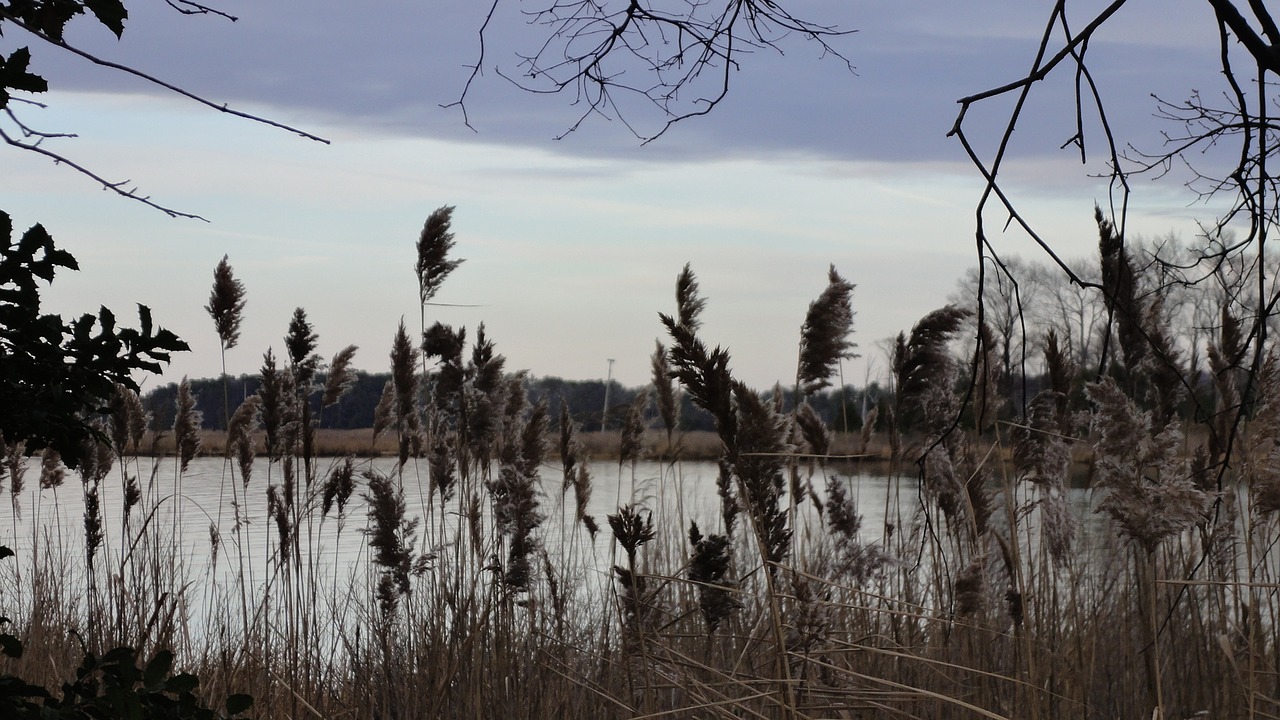 water plants sky free photo