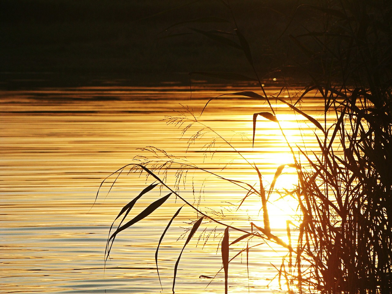 water lens flare sun free photo