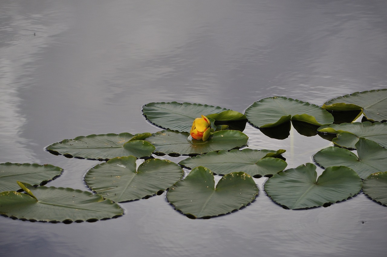 water lily flower free photo