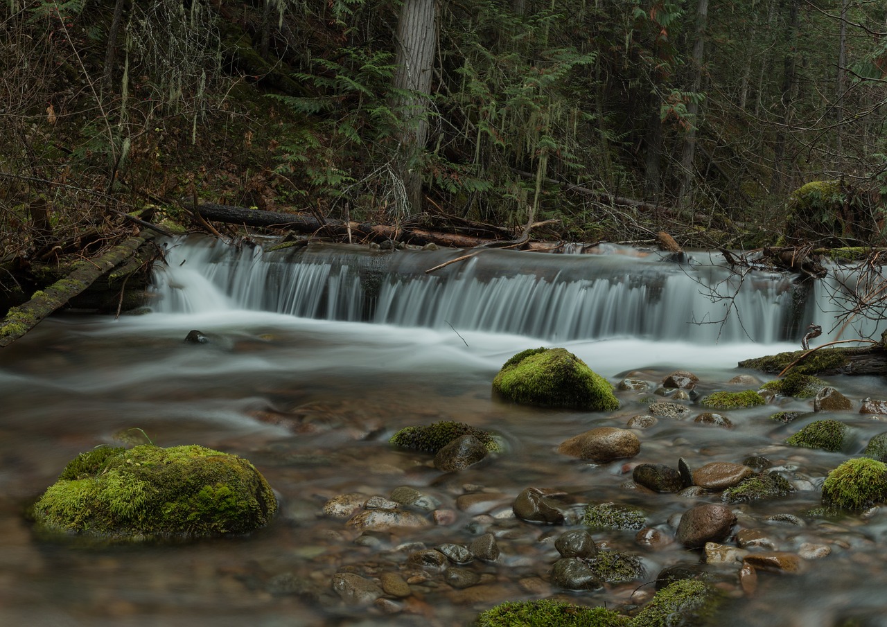 water nature moss free photo