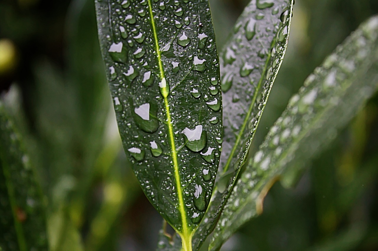 water rain drop free photo