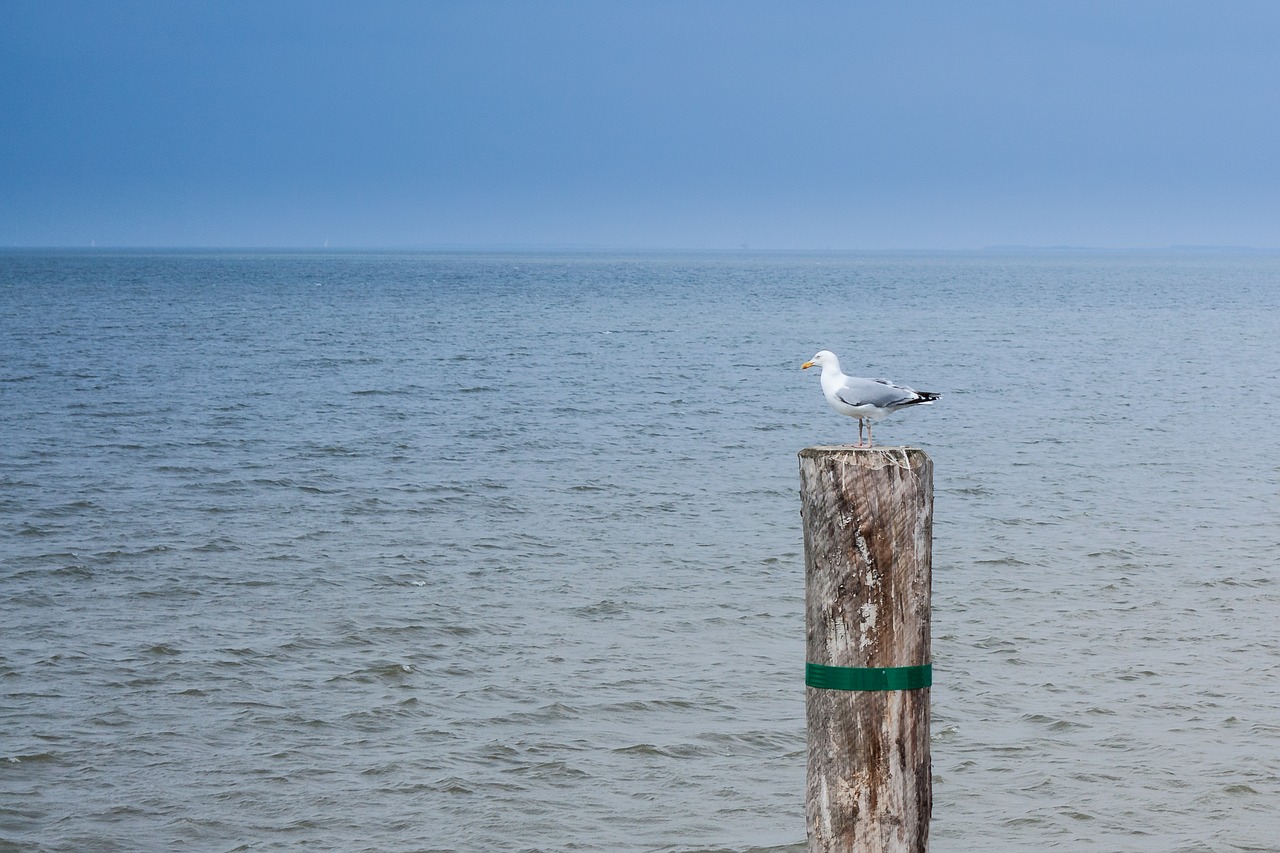 water sea beach free photo