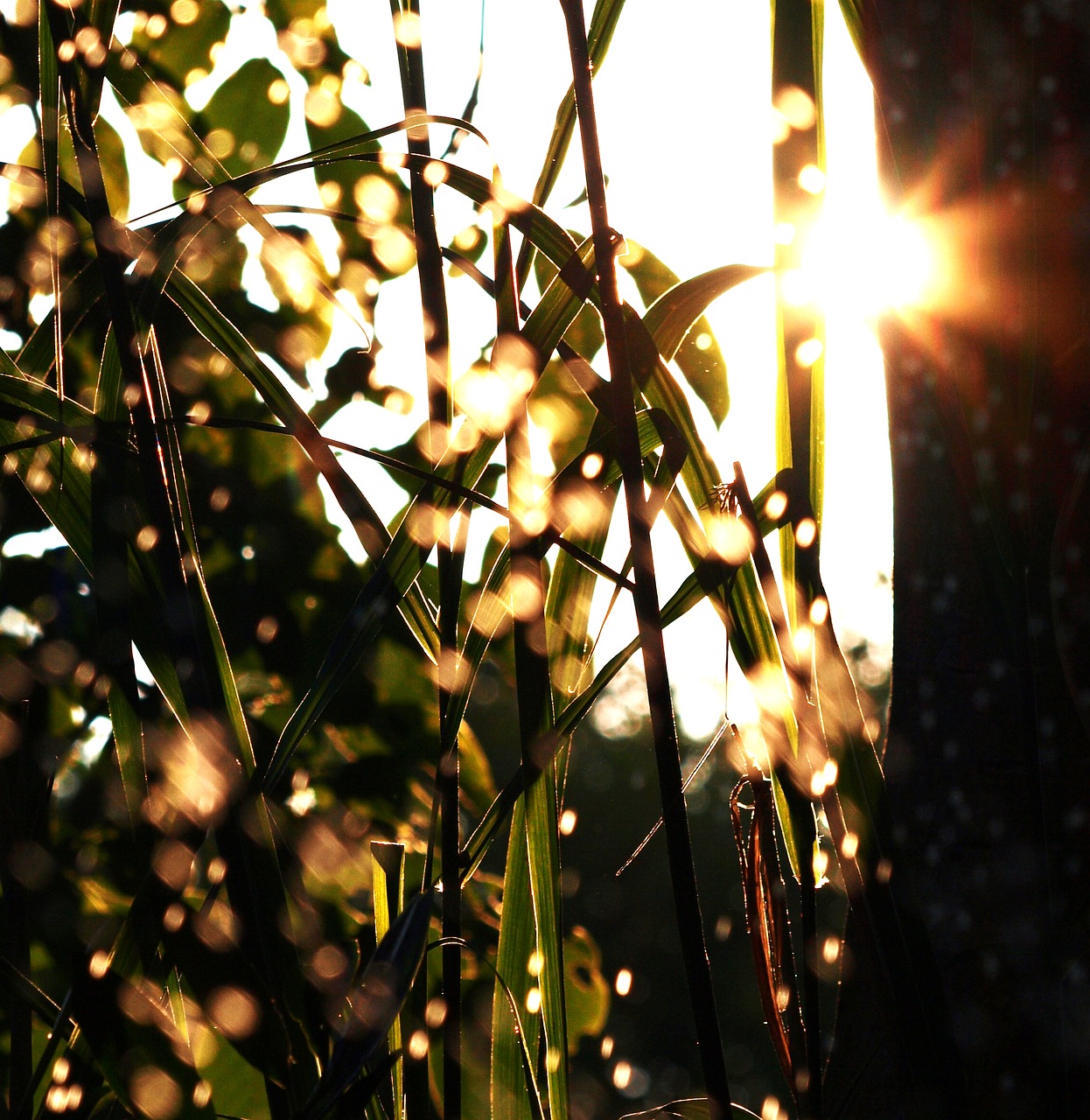 water drip grass free photo