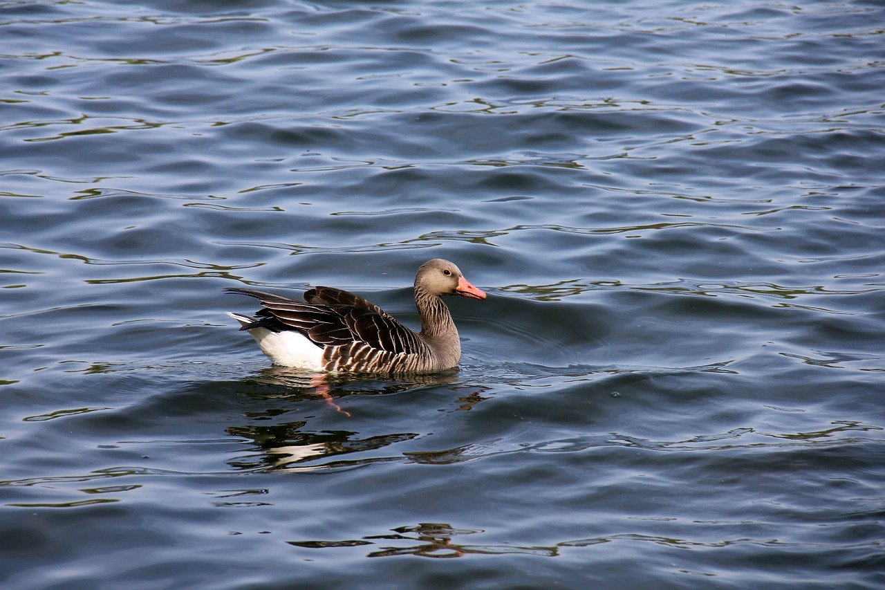 water animal duck free photo