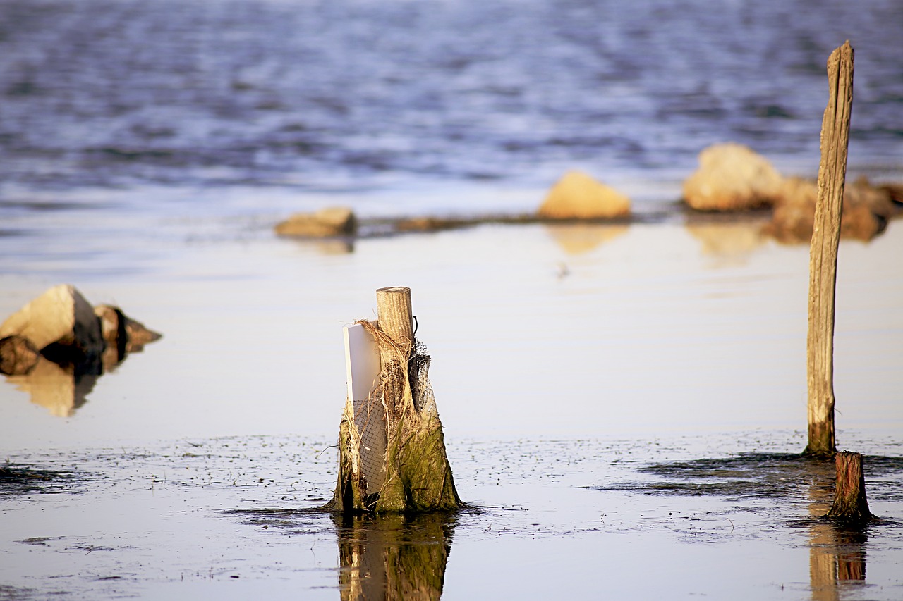 water wood nature free photo