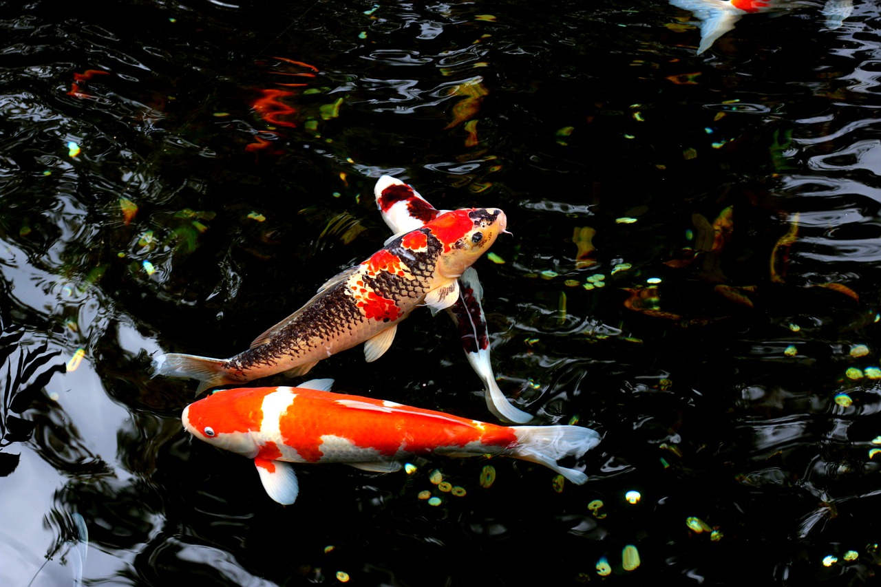 water fish japan free photo