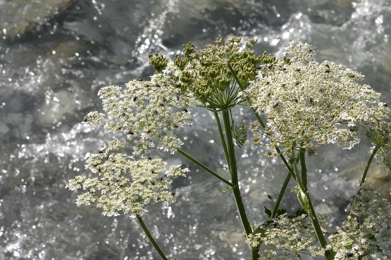 water flowers nature free photo