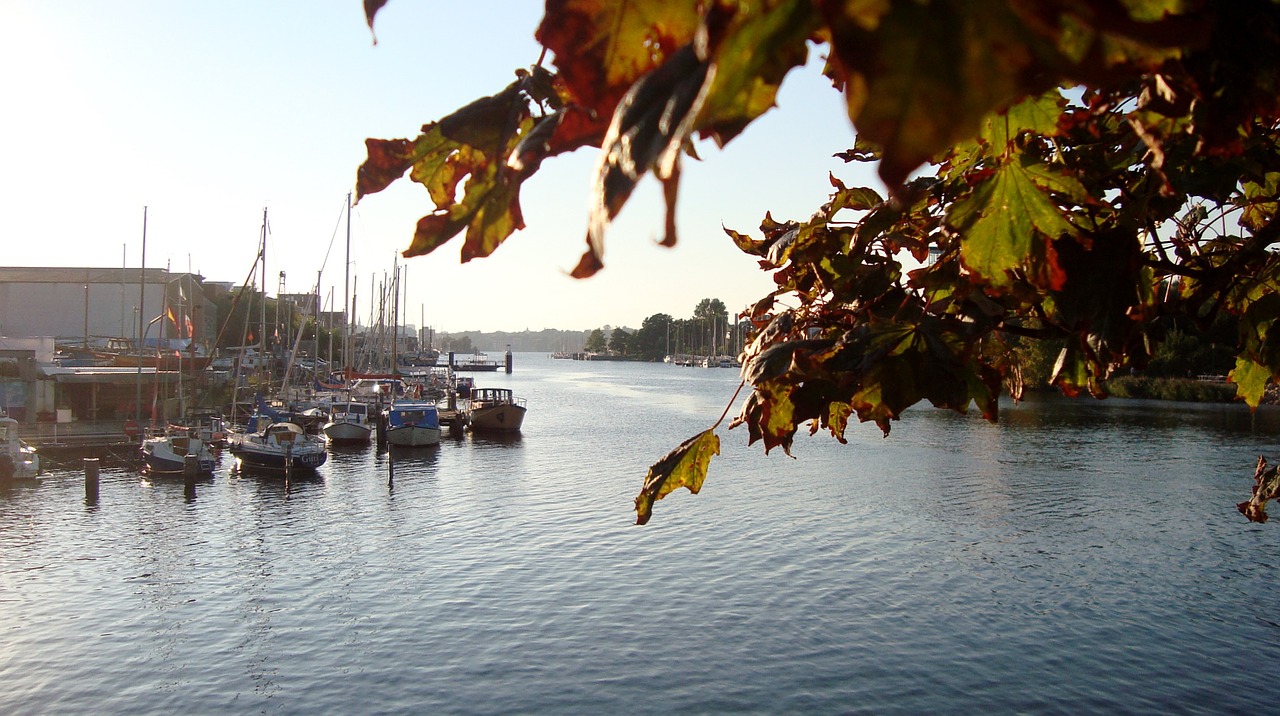 water river leaves free photo