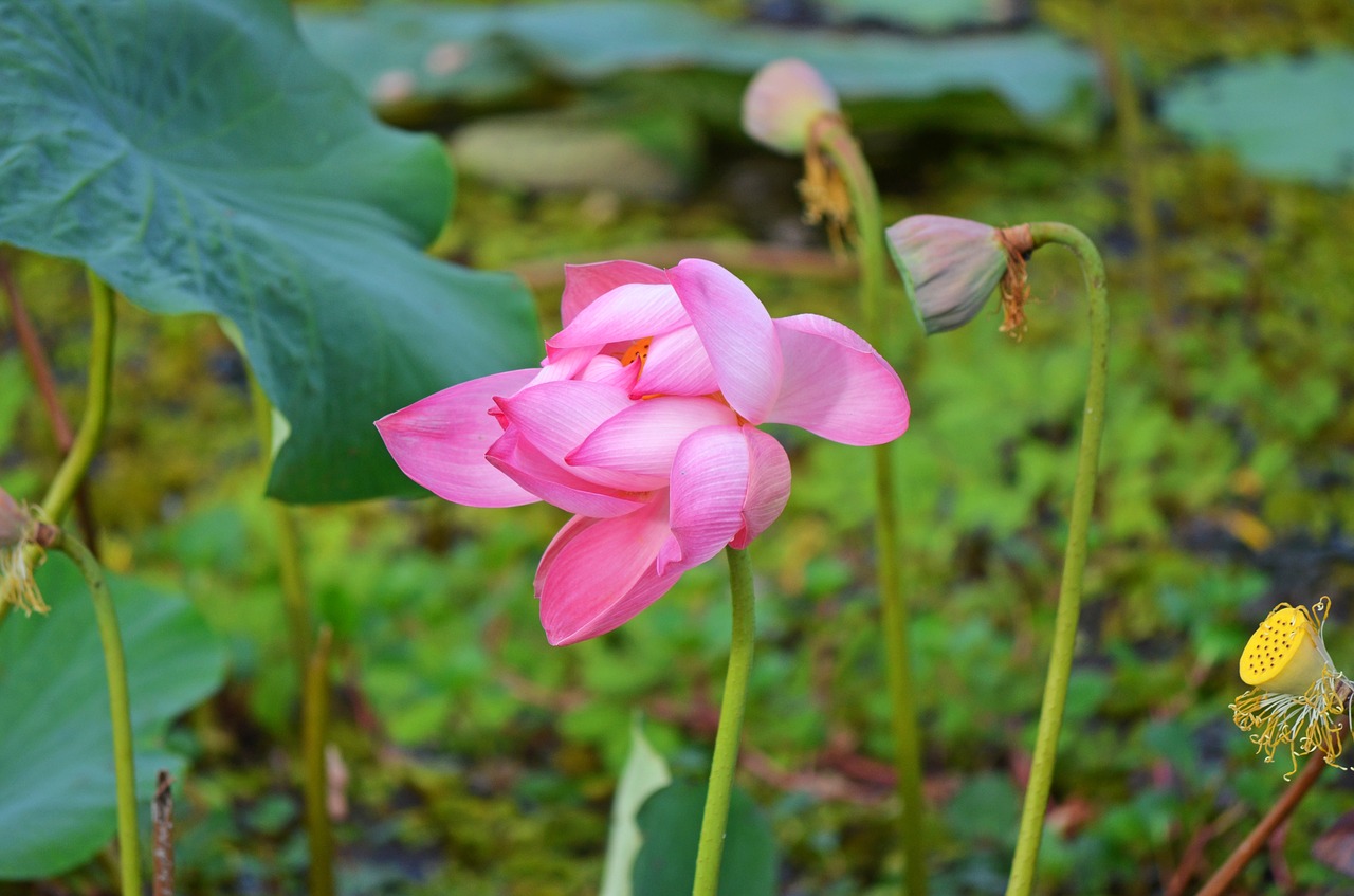 water lily flower free photo