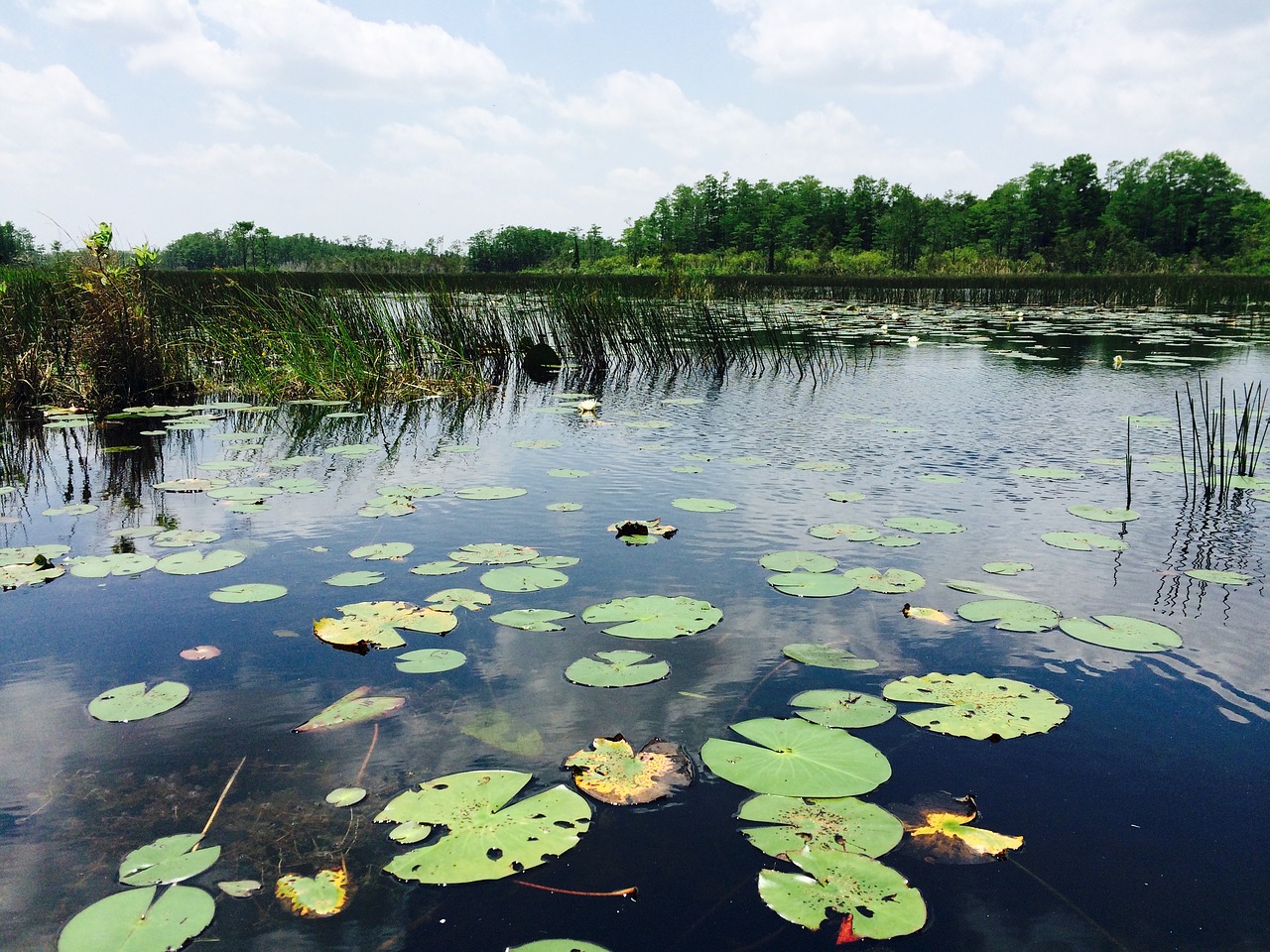 water lily pad florida free photo