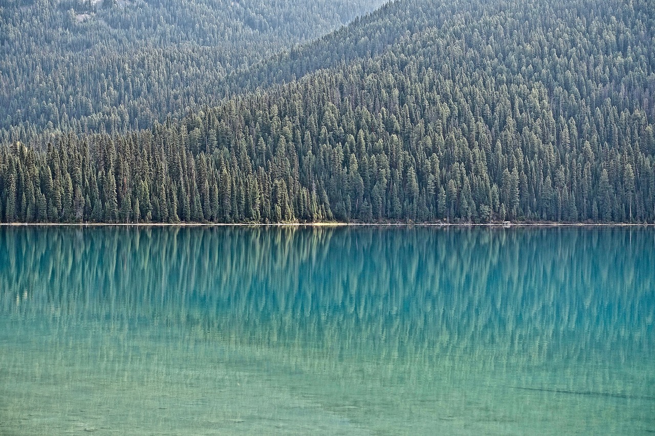 water forest shore reflection free photo