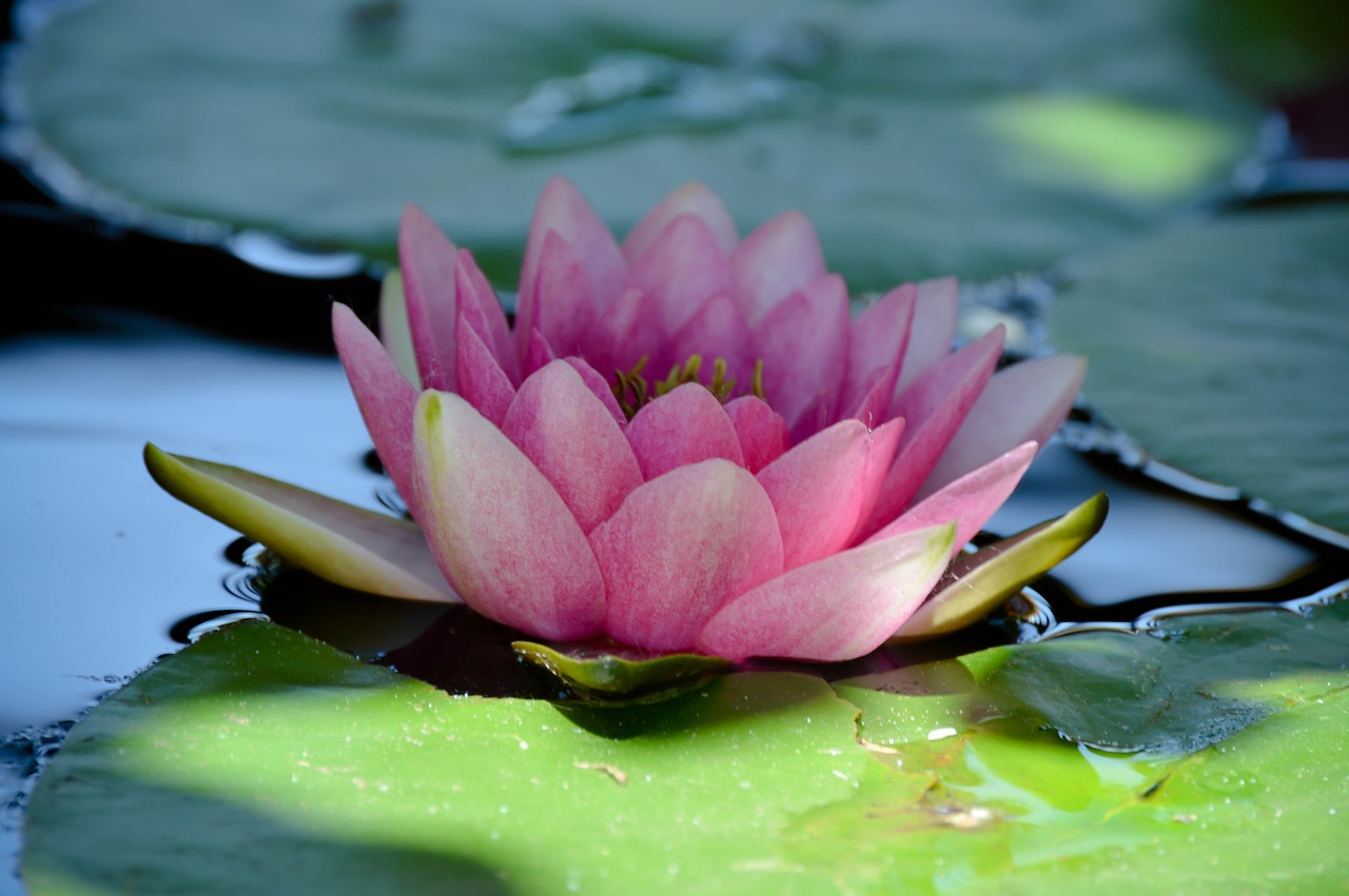 water lily flower free photo