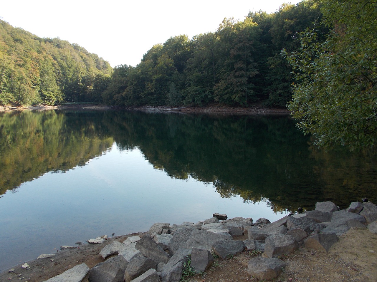 water tree slovakia free photo