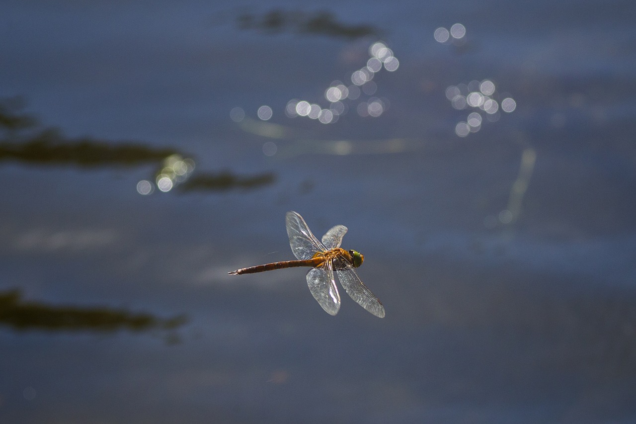 water river lake free photo