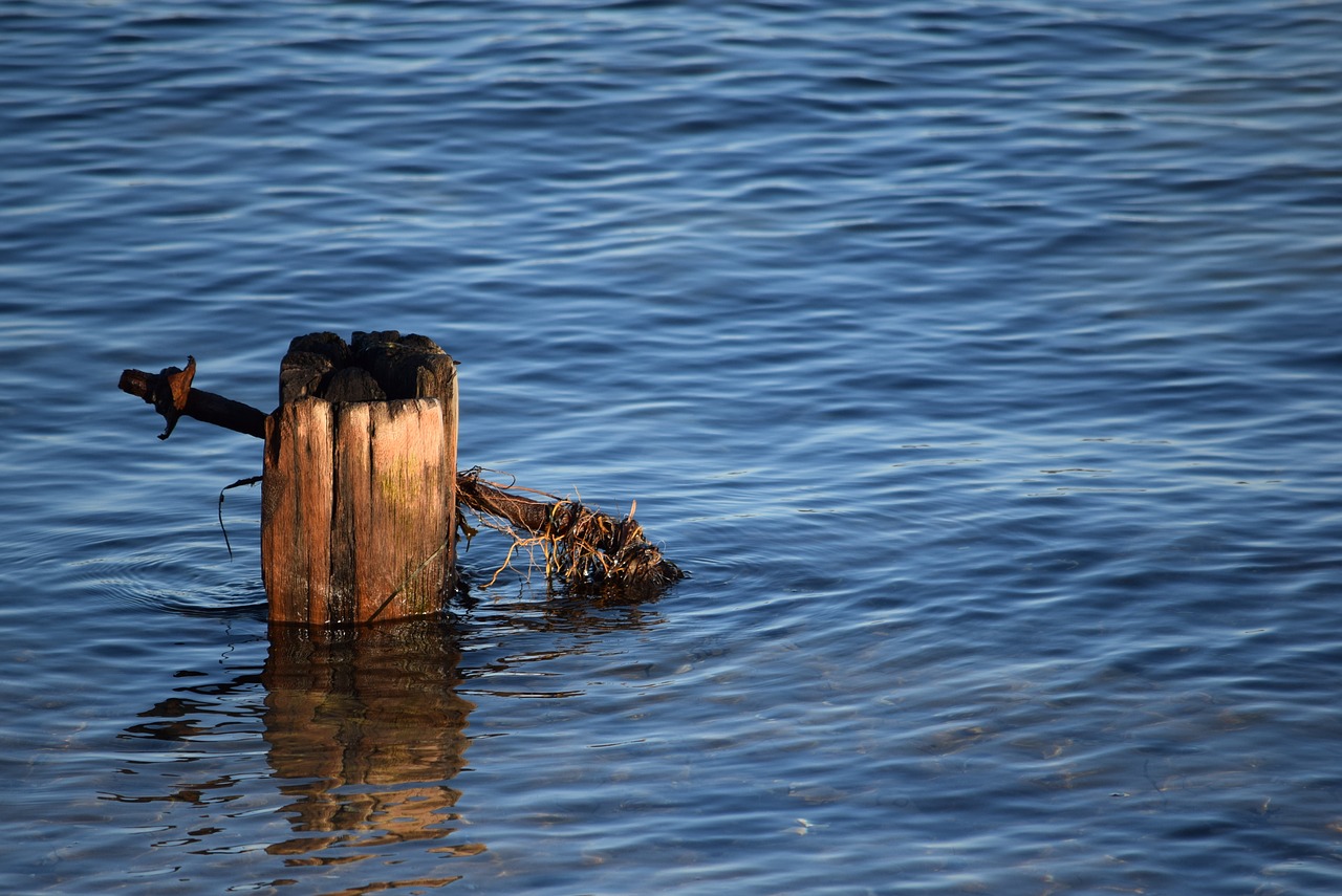 water pile brown free photo