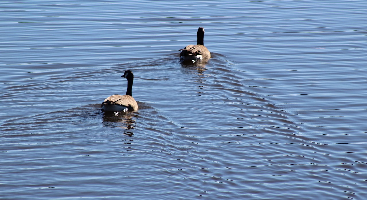 water duck ducks free photo