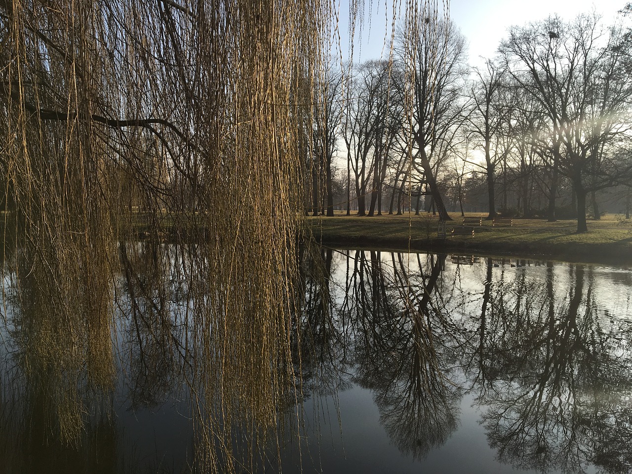 water willow spring free photo