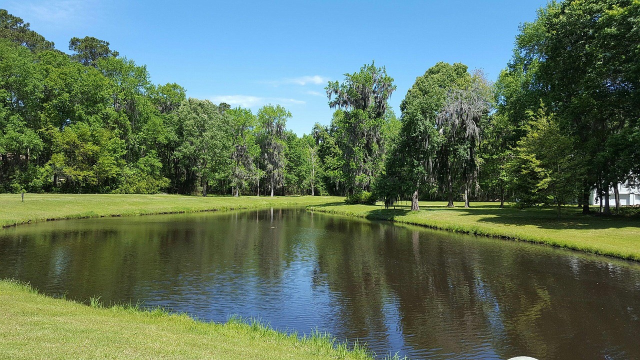 water sky trees free photo