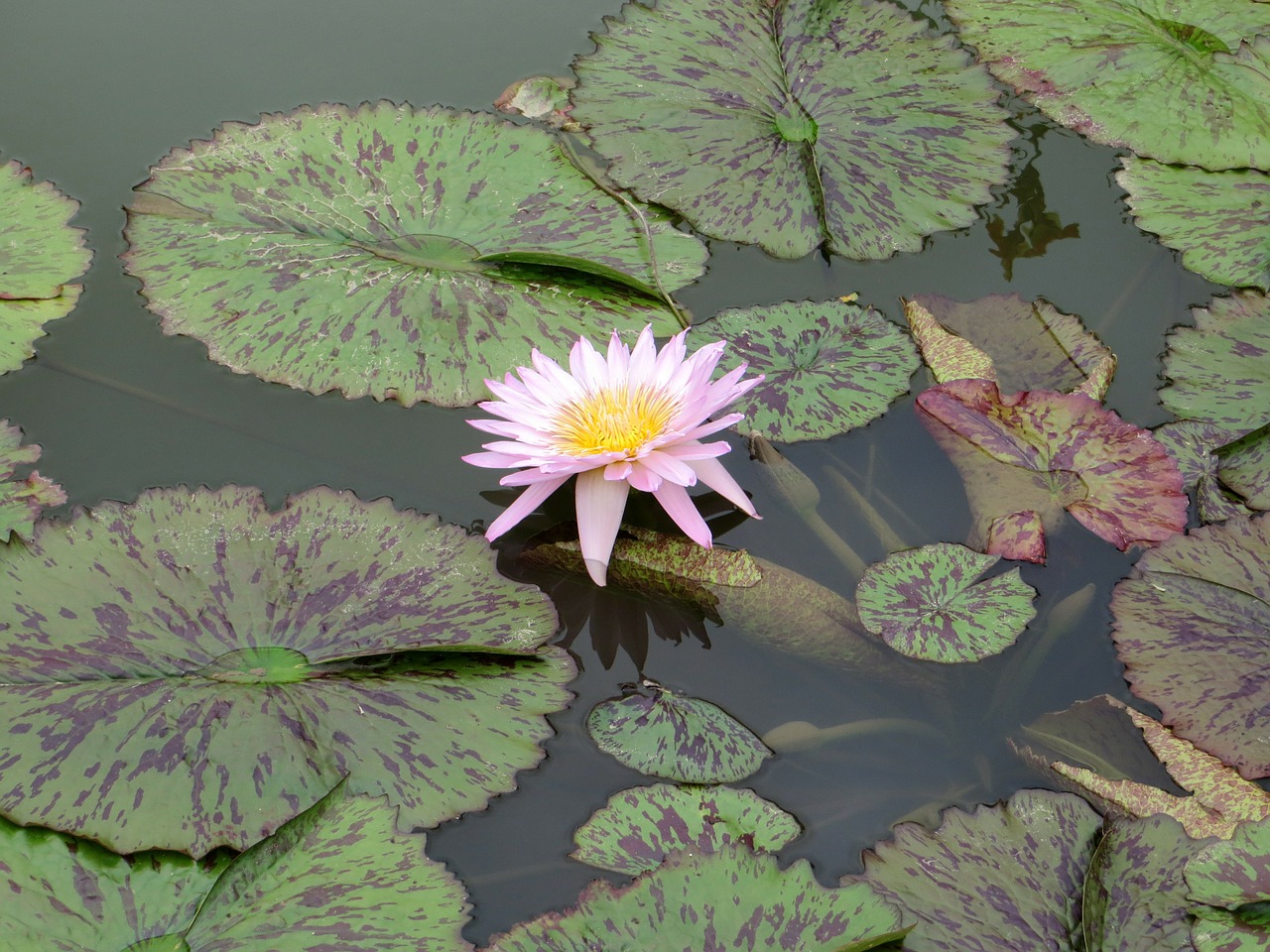water lilies water lily free photo