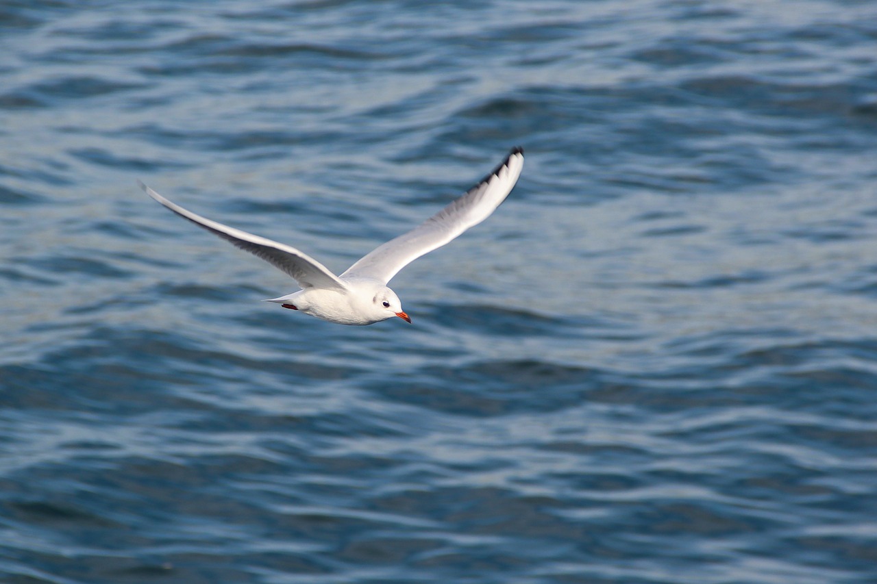 water bird seagull free photo