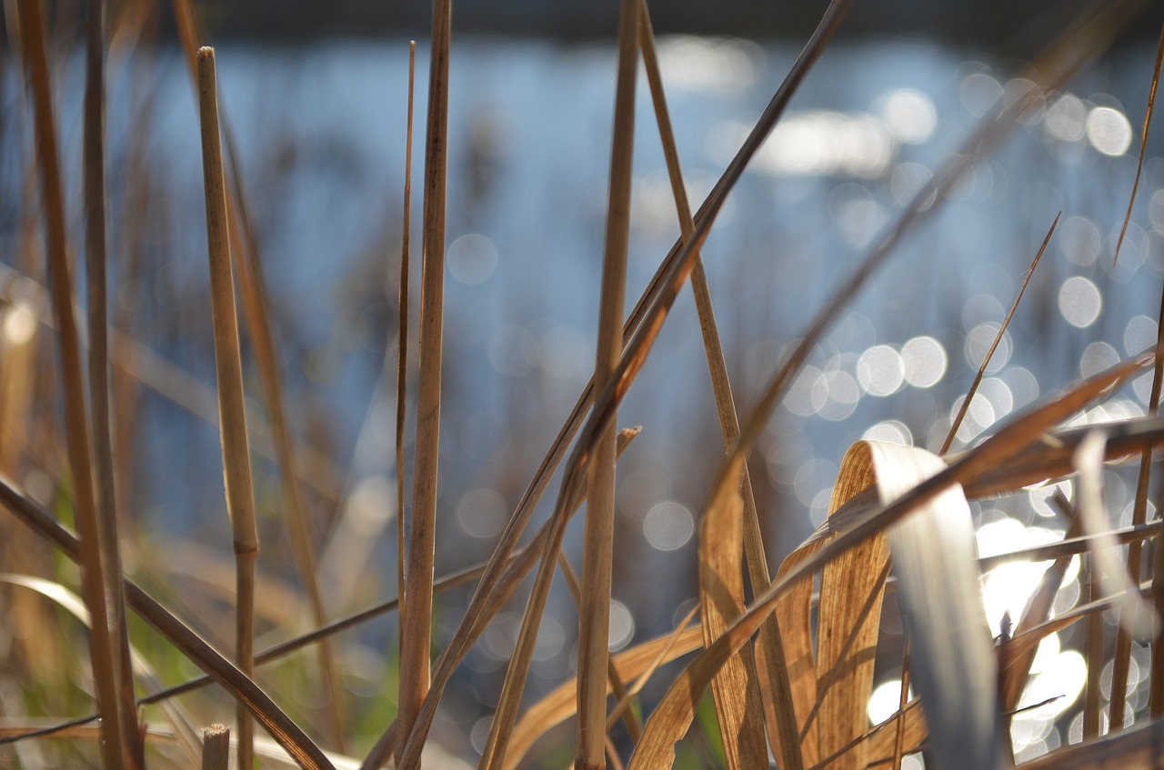 water grass spring free photo