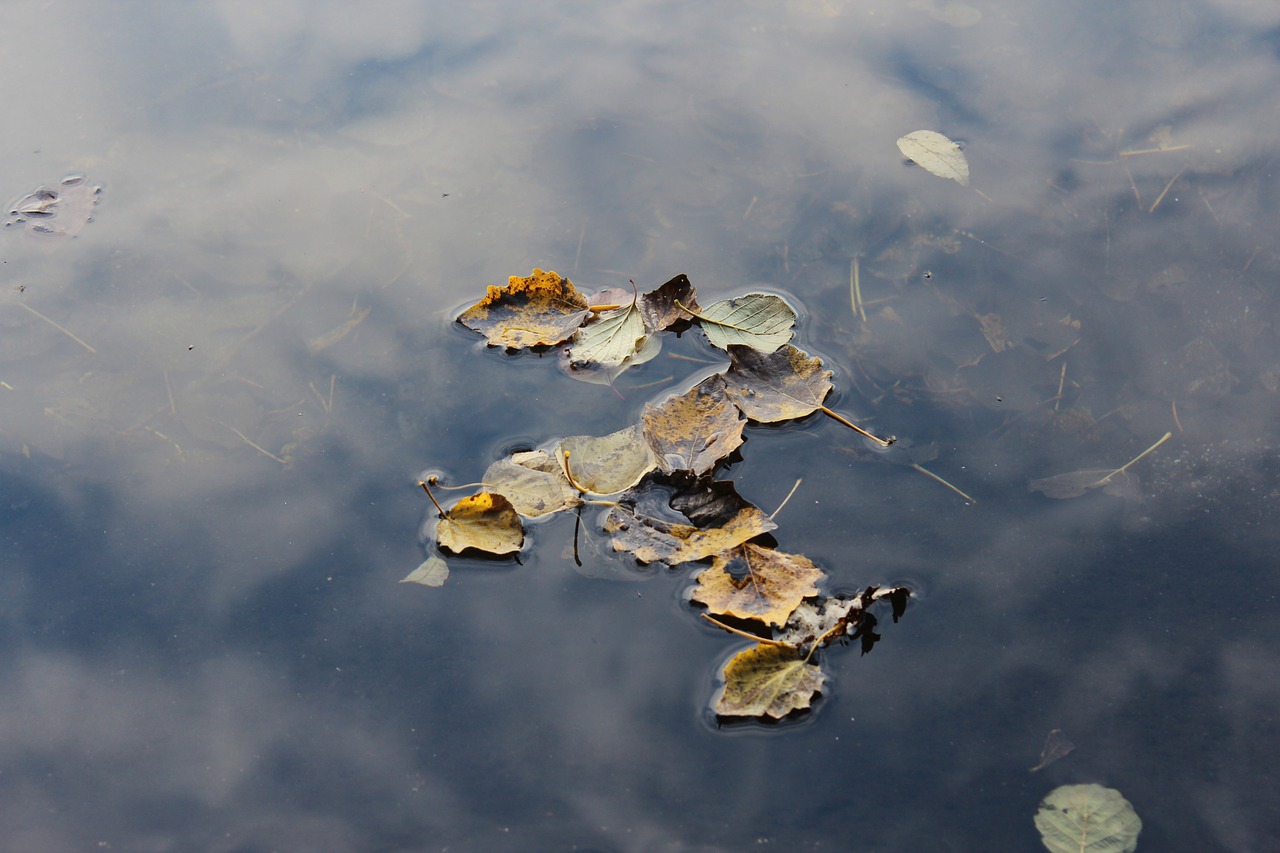 water leaves autumn free photo