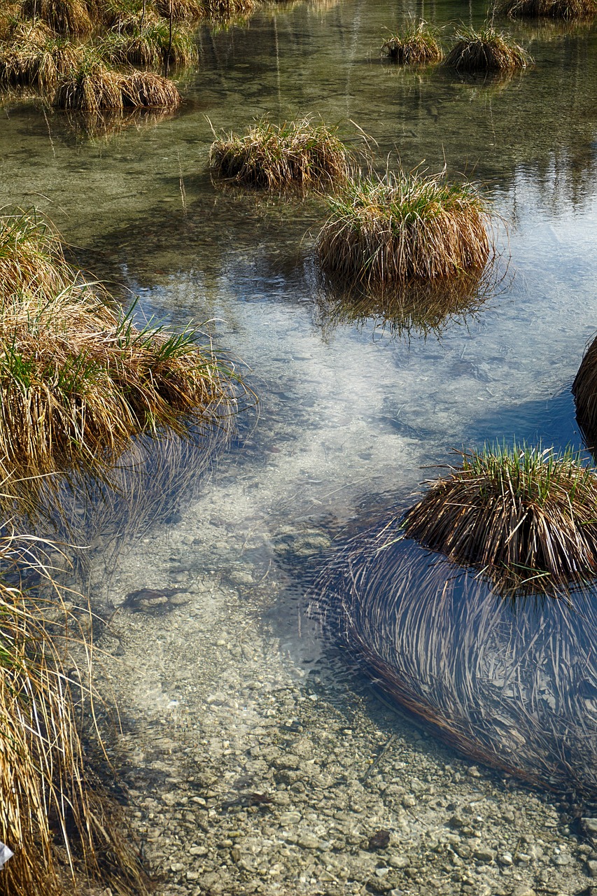 water grass swampy free photo